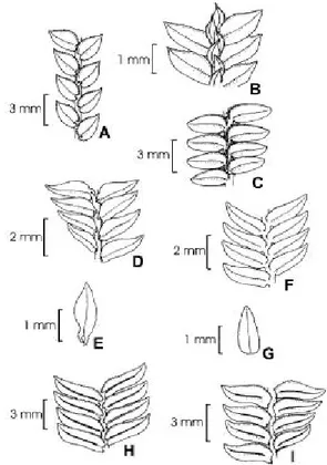 Figura 1  -   A-B.  Selaginella  asperula:  A.  microfilos laterais,  vista  abaxial;  B