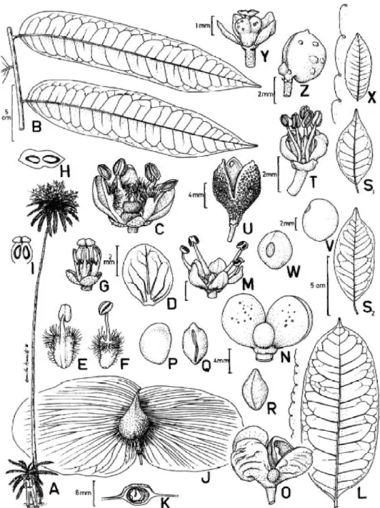 Figura 3 -  Spathelia  excelsa (Krause)  Cowan &amp; Brizicky.  A: Hábito; B: Trecho  da folha, com  dois folíolos; C:   Flor masculina, removida um pétala; D: Pétala; E-F: Estame em vista dorsal e ventral;  G: Flor feminina, sem a corola; H: Ovário em cor