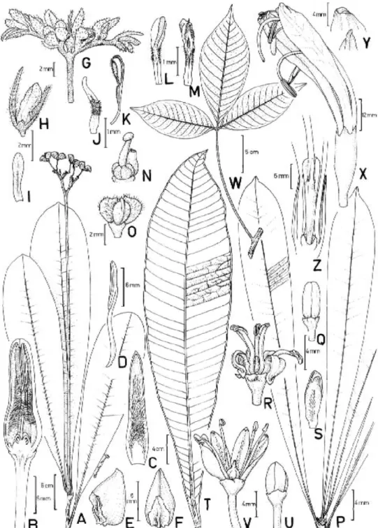 Figura 1  -  Adiscanthus  fusciflorus  Ducke. A.  Ramo frutífero;  B. Flor  em  corte longitudinal;  C