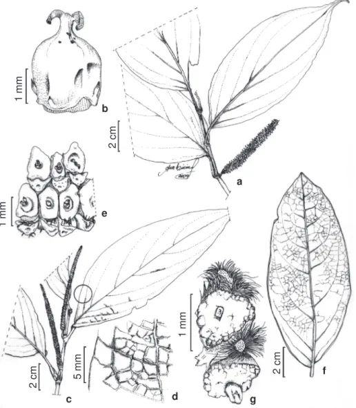 Fig. 2 c-e Arbusto 0,7 − 3 m alt.; ramos 5 − 7 mm diâm., glabros, estriado-sulcado. Folhas com pecíolo 1 − 3,5 cm compr., estriado-glabro;