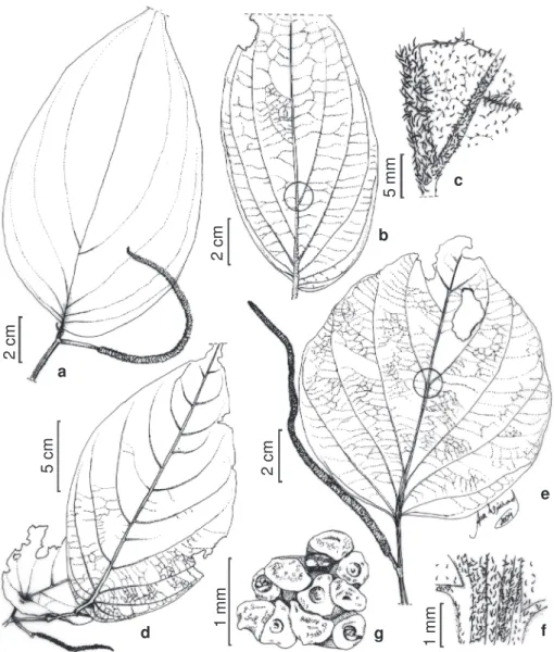 Figura 3 - a-c: Piper malacophyllum (C. Presl) C. DC. (Braga 1867): a. parte do ramo com inflorescência; b-c: face abaxial da lâmina foliar, mostrando tricomas