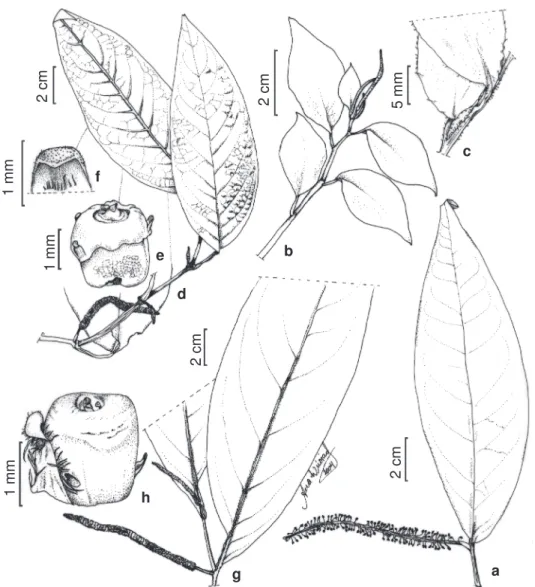 Figura 1 - a. Ottonia propinqua Kunth (Carauta 3288): ramo com inflorescência. b-c: Peperomia trinervis Ruiz &amp; Pav.: