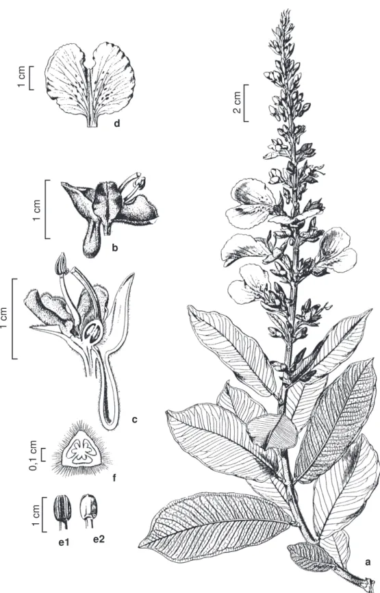 Figura 1  – Qualea jundiahy Warm. (Fig. 7(1) Warming In: Martius, C.F.P. von; Eichler, A.W