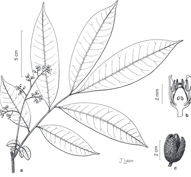Fig. 8 Moschoxylum pleeanum A. Juss., Mém.