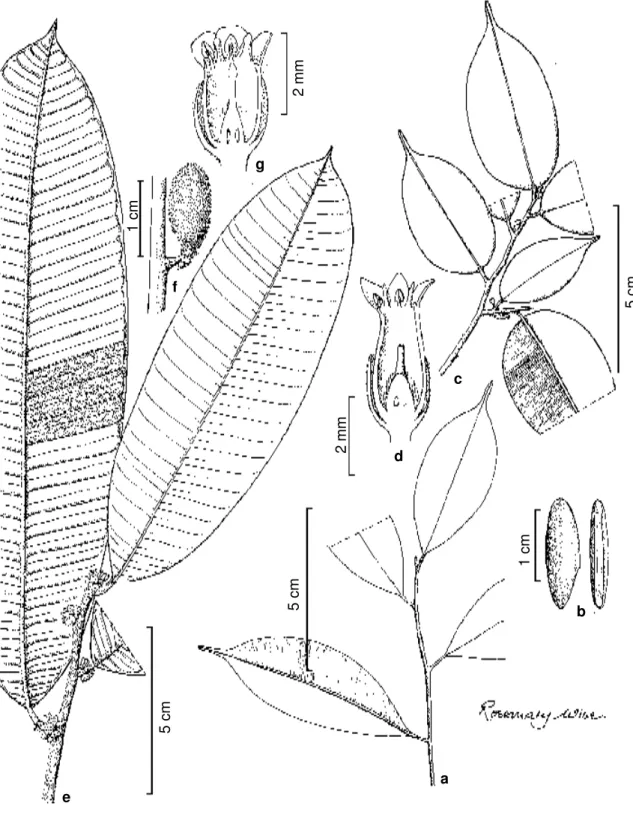 Figura 5 - a-b. Micropholis cylindrocarpa - a. habit (Killip &amp; Smith 29021); b. seed (Diaz &amp; Jaramillo 1221)