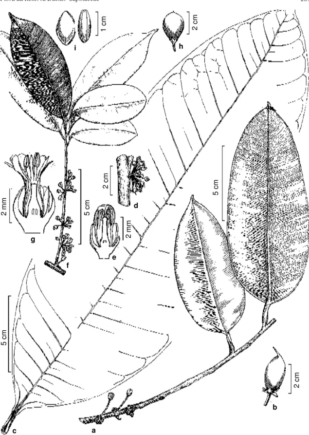 Figura 6 - a-b. Micropholis splendens - a. abit (Marcano-Berti &amp; Salcedo 70-979); b