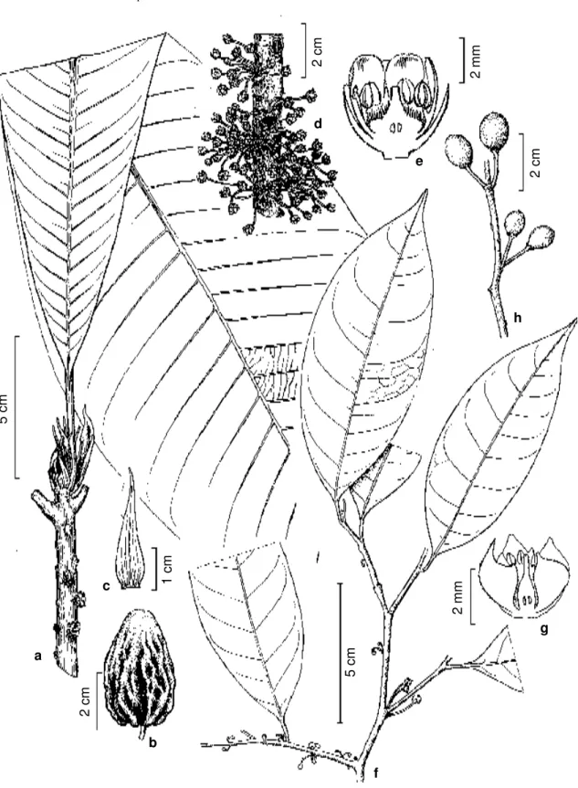 Figura 7 - a-e. Chromolucuma rubriflora - a. habit; b. fruit (Maguire et al. 37399); c