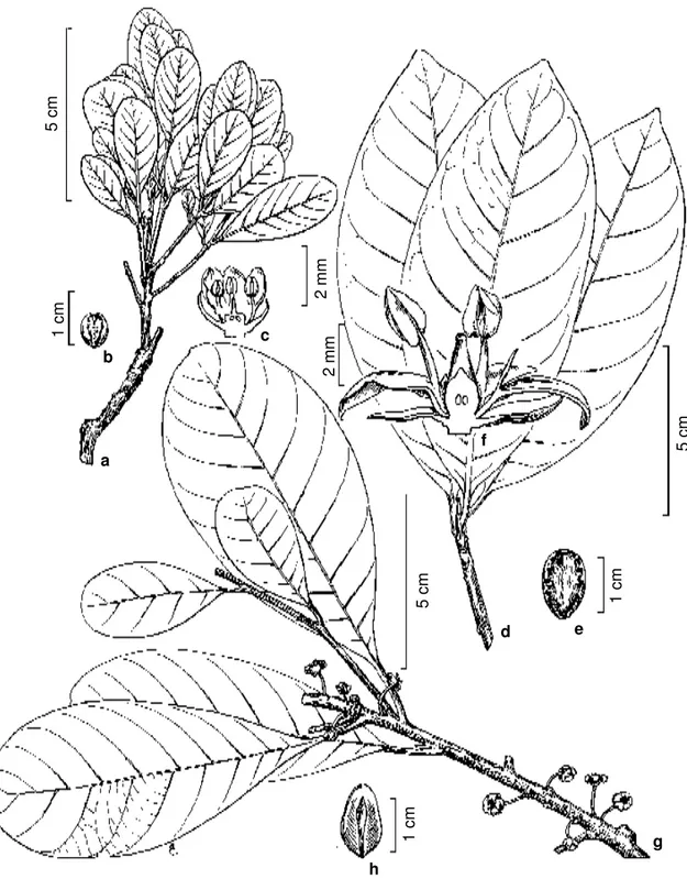 Figura 8 - a-c. Elaeoluma schomburgkiana - a. habit; b. seed (Prance et al. 4661); c. 1/2 flower (Maguire &amp; Fanshawe 32176)