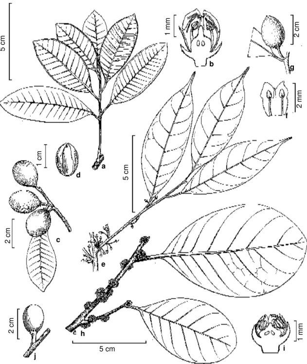 Figura 10 - a-c. Pouteria egregia - a. habit (Wurdack &amp; Monachino 39693); b. 1/2 flower (Blanco 268); c