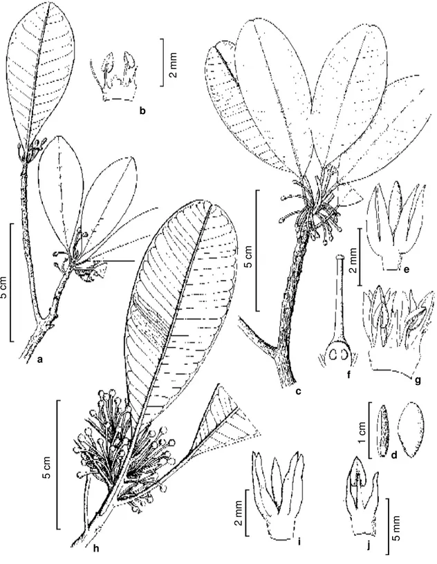 Figura 1 - a-b. Manilkara cavalcantei - a. habit; b. stamens &amp; staminodes (Fróes 31690)