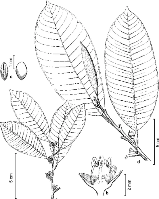 Figura 2 - a-c. Micropholis guyanensis subsp. guyanensis - a. habit (Mori &amp; Boom 14757); b