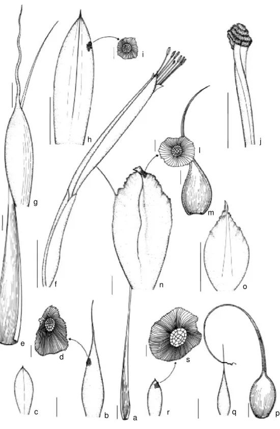 Figura 4 - Tillandsia juncea - a. folha; b. bráctea do escapo; c. bráctea floral; d. escama (Baracho s.n., JPB 21980).