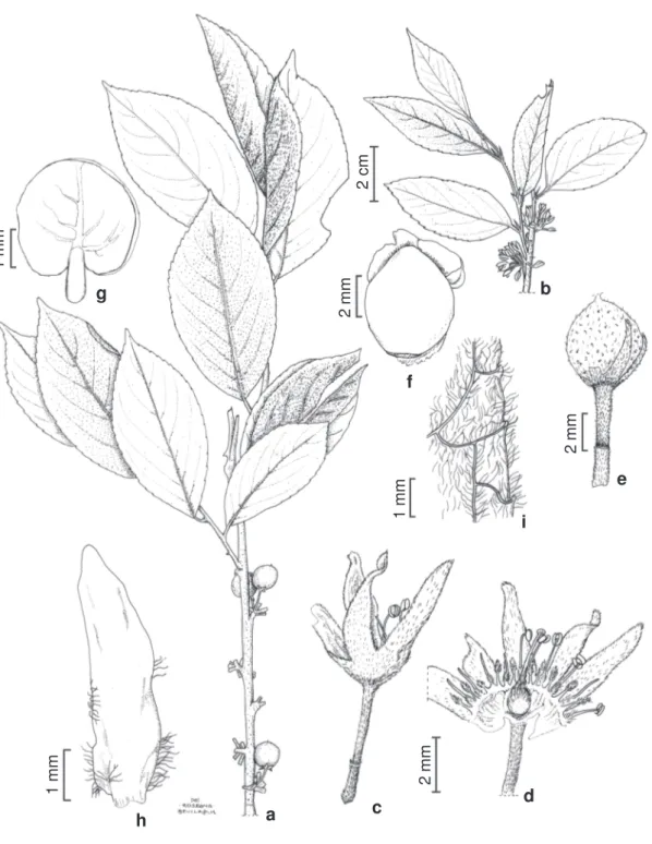 Figura 4 – Casearia lasiophylla – a. ramo com frutos; b. ramo com flores; c. flor; d. flor aberta, mostrando gineceu e androceu intercalados com os lobos do disco; e