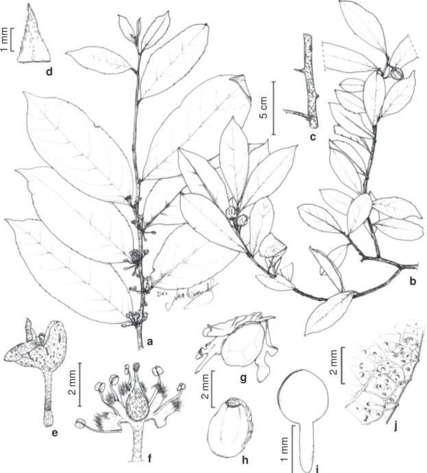 Figura 8 – Casearia oblongifolia – a. ramo com flores e botões; b. ramo com frutos; c