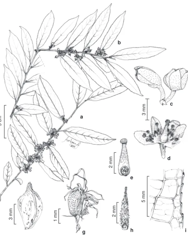 Figura 1- Casearia arborea – a. ramo com botão e flores; b. ramo com flores e frutos; c