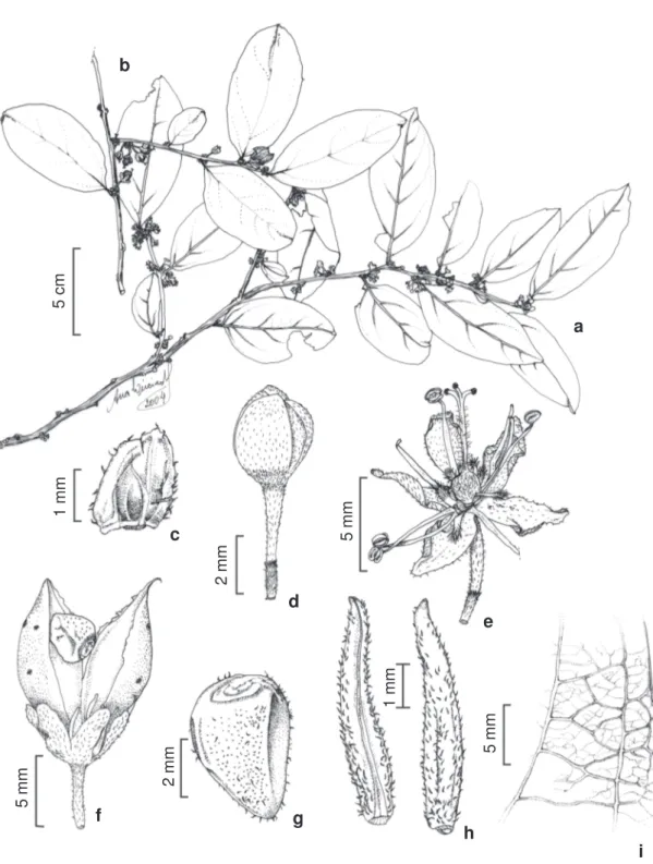 Figura 2 – Casearia commersoniana – a. ramo em botão e flores; b. ramo com frutos jovens e maduros; c
