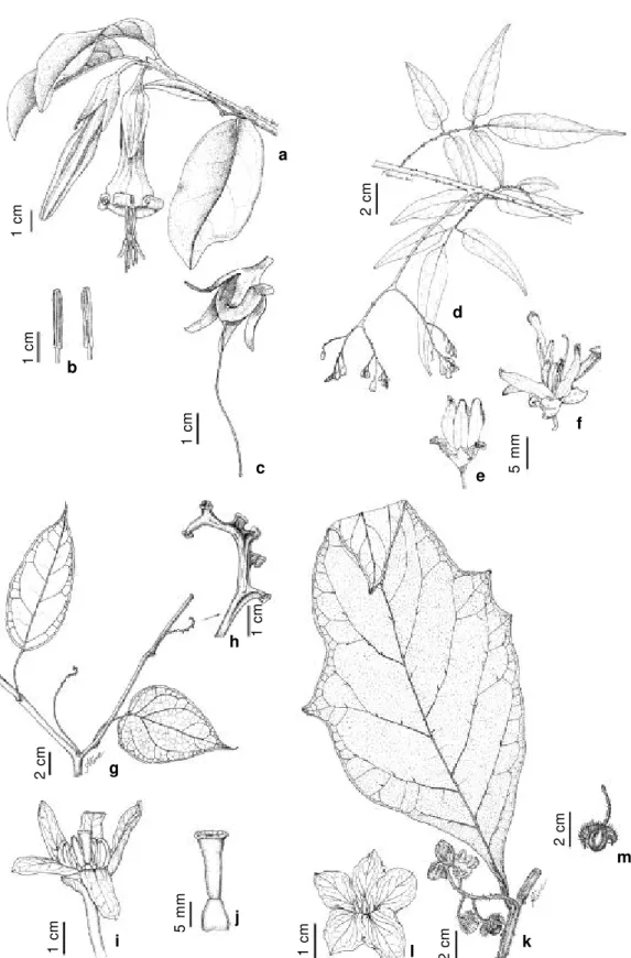 Figura  4  -  Dyssochroma  viridiflora.  a.  ramo  com  flores;  b.  anteras  lineares;  c