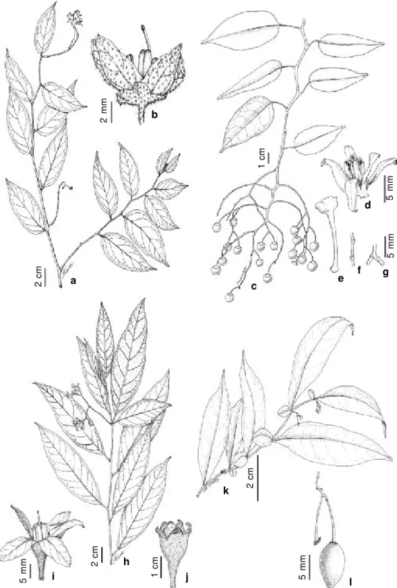Figura 5 - Solanum hirtellum. a. ramo com flores; b. flor (Bovini 1109). Solanum odoriferum