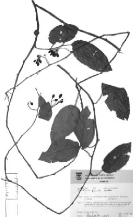 Figura  6  -  Solanum  pensile:  ramo  com  flores  (Lira Neto 504)