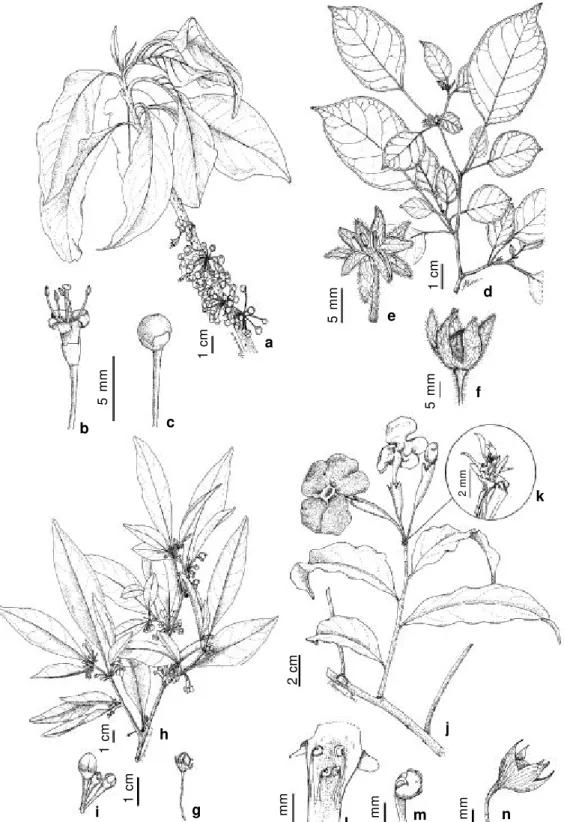 Figura 2 -  Acnistus arborescens. a. ramo com flores e frutos; b. flor; c. fruto com cálice (Lira Neto 369)