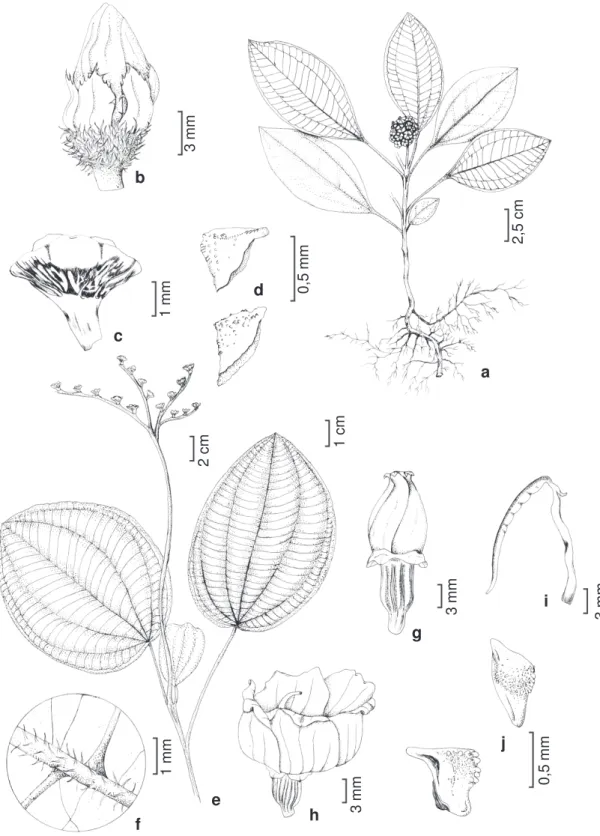 Figura 2 – Bertolonia grazielae Baumgratz – a. hábito; b. botão floral; c. fruto; d. sementes (Glaziou 19344)