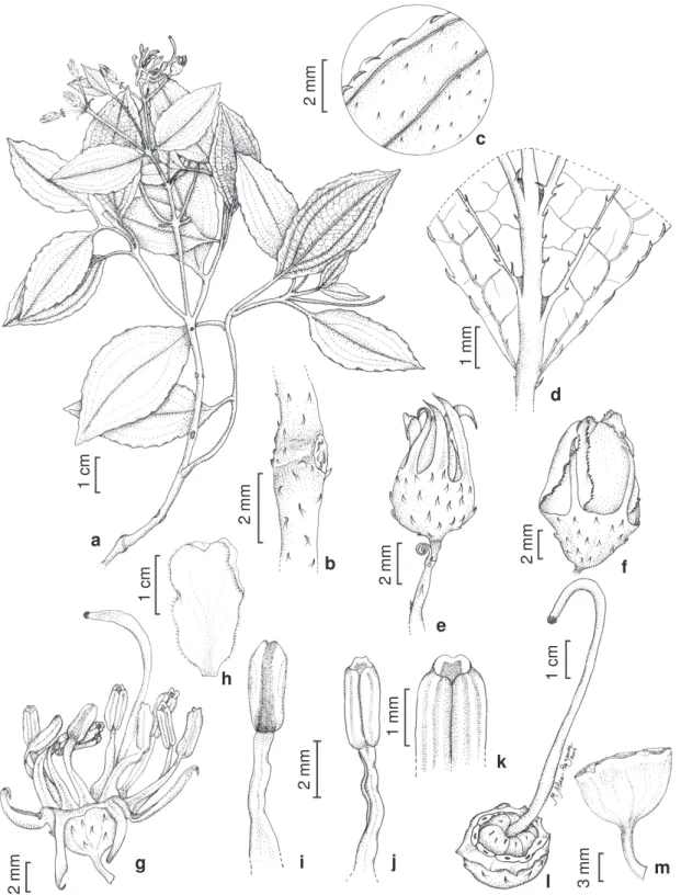 Figura 3 – Bisglaziovia behurioides Cogn. – a. ramo florífero; b. ramo, detalhe do indumento; c-d