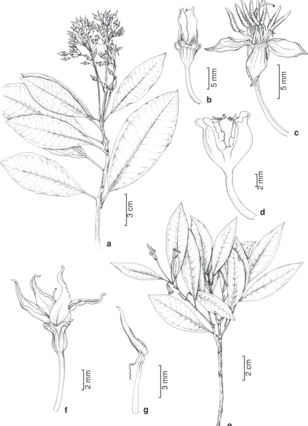 Figura 4 – Huberia glazioviana Cogn. – a. ramo florífero; b. botão floral; c. flor; d