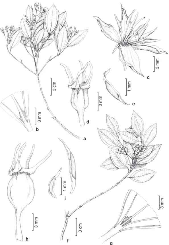 Figura 5 – Huberia parvifolia Cogn. – a. ramo florífero; b. base foliar, evidenciando domácias marsupiformes; c
