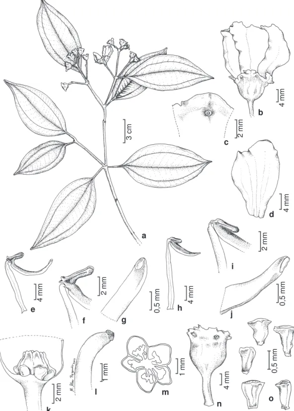 Figura 7 – Meriania robusta Cogn. – a. ramo florífero; b. flor; c. lacínia do cálice; d