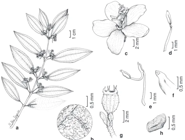 Figura 8 – Trembleya parviflora (D.Don) Cogn. – a. ramo florífero; b. face abaxial da folha: indumento; c