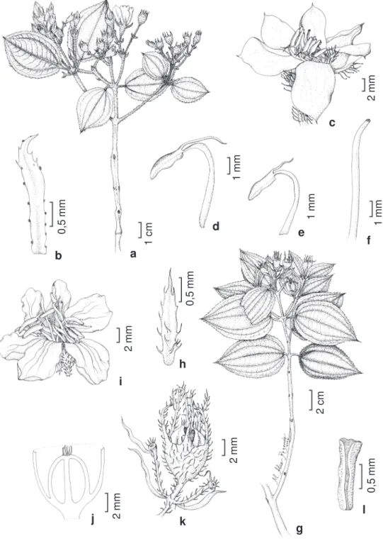 Figura 1 – Behuria corymbosa Cogn. – a. ramo florífero; b. profilo; c. flor; d-e. estames ante-sépalo e antepétalo, respectivamente; f