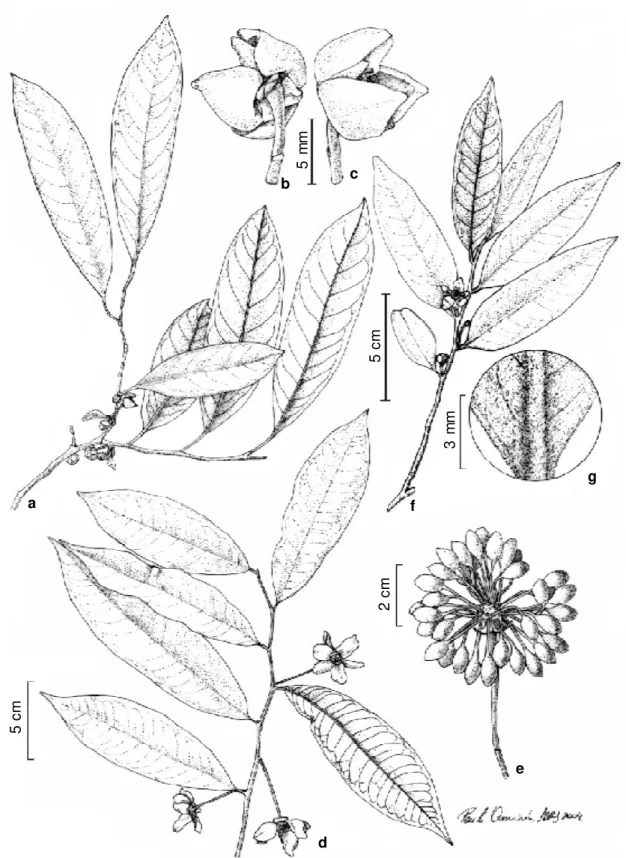 Figura 1 -  a-c. Annona cacans. a. Ramo com botões e flores; b. flor, vista dorsal, evidenciando bráctea, sépalas e pétalas externas; c
