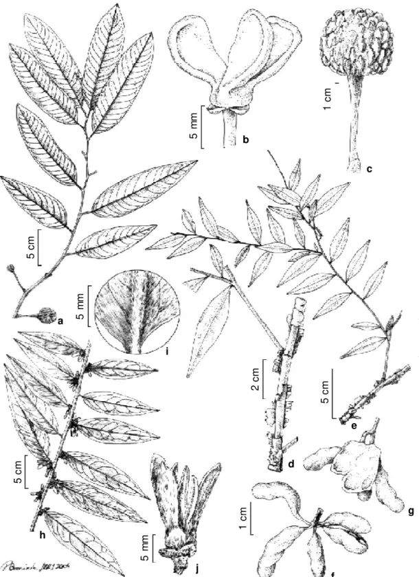 Figura 2 - a-c. Rollinia dolabripetala. a. Ramo com frutos jovens; b. Flor evidenciando pétalas externas aladas; c