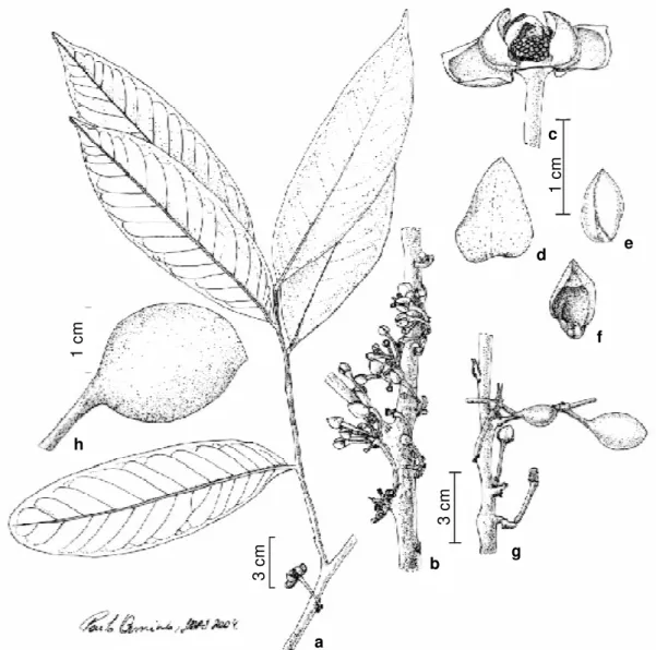 Figura 3 - a-f Unonopsis bauxitae Maas, Westra &amp; Mello-Silva. a. Ramo com flor madura; b