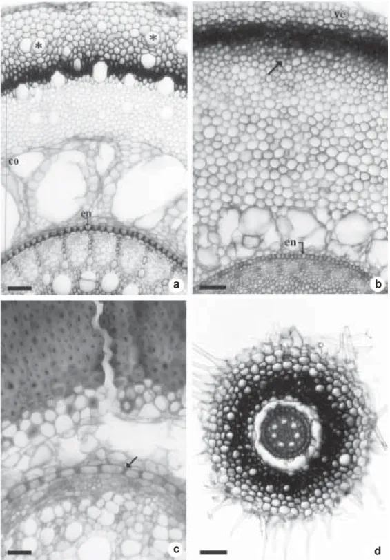 Figure 5 – Cross sections at the median region of the roots. a. Bromelia balansae, show idioblasts of raphides without content (asterisks) on the velamen that has thick walled cells on its inner layers; the outer cortex is sclerified and the inner cortex p