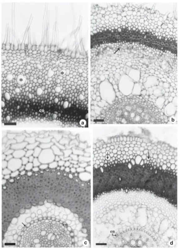 Figure 4 – Cross sections at the median region of the roots. a. Bromelia balansae, with unicellular hairs on the epivelamen and idioblasts of raphides (asterisks) on the velamen layers; note the lignified cells on the outer cortex (co) and on the inner vel