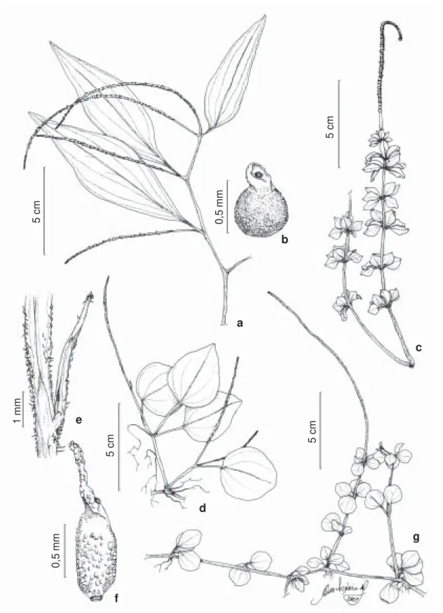 Figura 7 – a-b. Peperomia velloziana Miq. – a. hábito; b. fruto. c. P. trineura Miq. – c