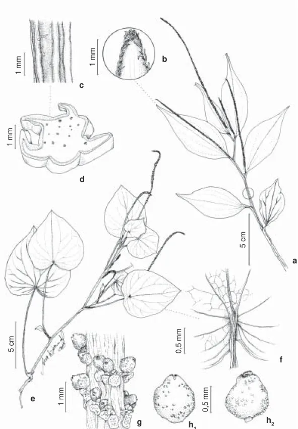 Figura 1 – a-d. Peperomia alata Ruiz &amp; Pav. – a. hábito; b. ápice da lâmina ciliado; c