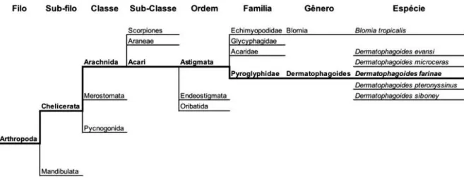 Figura 1. Distribuição taxonômica das espécies de ácaros mais importantes na sensibilização alergênica,  com ênfase (grifo nosso) para D