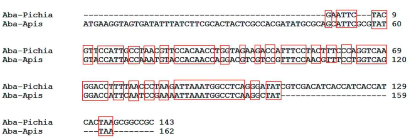 Figura 1. Alinhamento da sequência do gene Abaecina em Apis mellifera e sequência  otimizada para expressão em Pichia pastoris