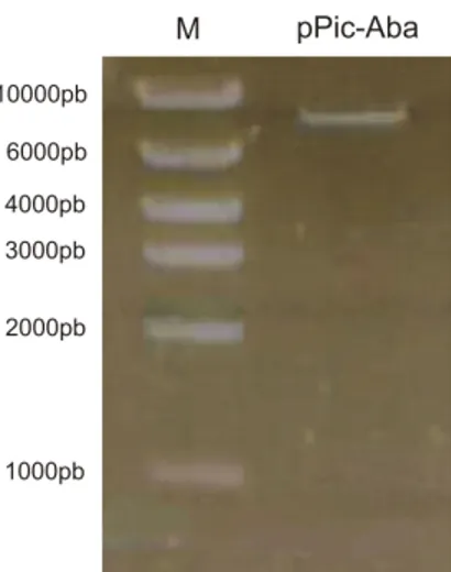 Figura 2. Eletroforese (agarose a 0,8%). M: marcador - High DNA Mass Ladder; pPic- pPic-Aba: Gene sintético subclonaddo em vetor pPic9 linearizado
