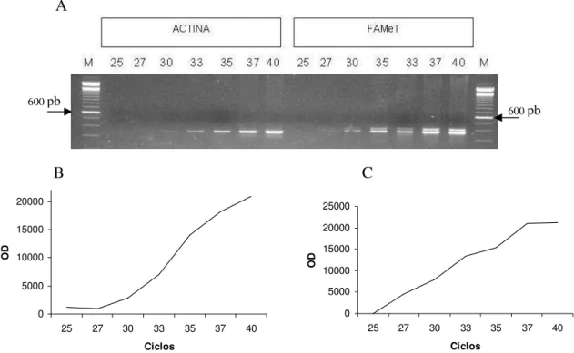 Figura  3:  A-  Cinética  da  amplificação  dos  genes  de  actina  e  FAMeT.  Eletroforese  em  gel  de  agarose 2,5 % corado com brometo de etídio; M: marcador 100 pb