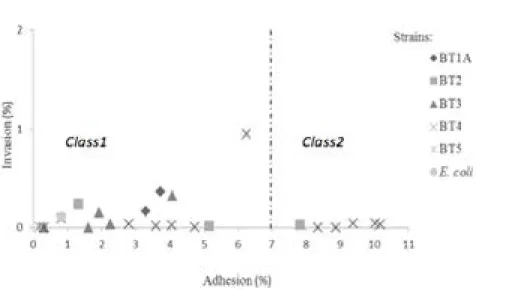 Figure 2: Invasion and adhesion profile of 23 Y. enterocolitica into human Caco-2 cells.