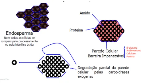 Figura 1-Mecanismo de ação da enzima sobre a parede celular (Bedford, 1998) 