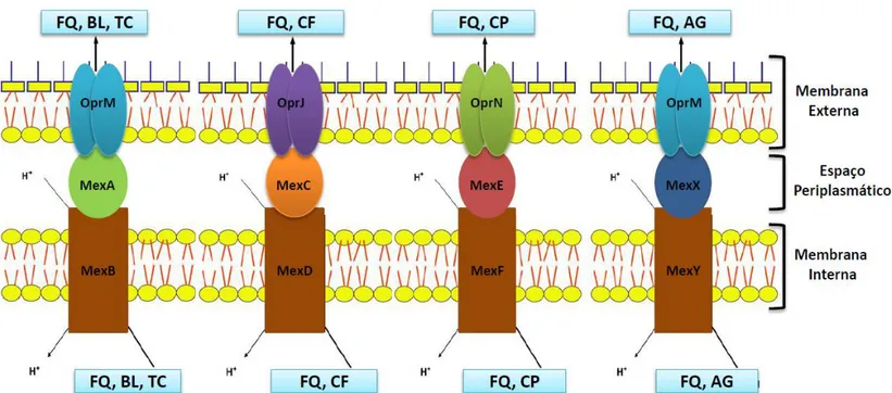 Figura  1.  Modelos  estruturais  e  funcionais  das  bombas  de  efluxo  de  P.  aeruginosa,  indicando  a  localização  das  proteínas  constituintes  das  bombas  e  ação  preferencial  a  determinados  tipos  de  substratos