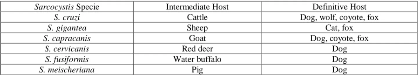Table 1 - Examples of Sarcocystis species with respective Intermediate Host and Definitive Host (Yang et al.,  2002; Uggla et al., 1990)