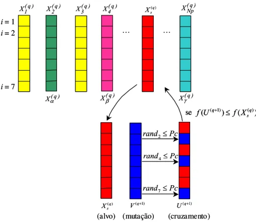 Figura 4.2 - Ilustração do processo de cruzamento binomial para  α = 2 ,  β = 4  e  γ = Np Alguns anos mais tarde, Storn e Price (1997) desenvolveram o operador cruzamento  exponencial, em que o cruzamento é executado nas variáveis enquanto o número aleató