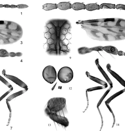 Figs 8-14: Culicoides sherlocki sp. nov., female; 8: flagellomeres 5-10; 