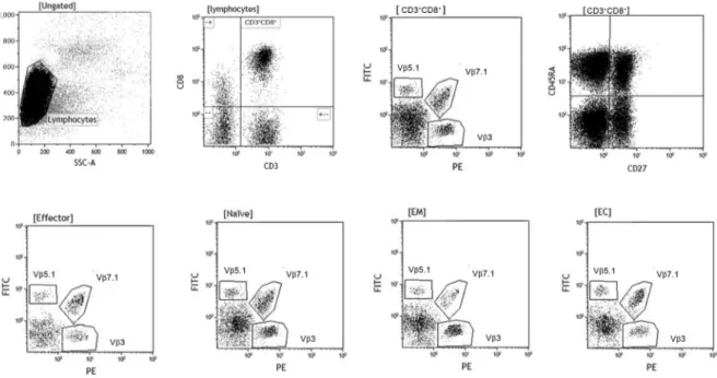 Fig. 1: representative flow cytometry protocol to determine Vβ repertoire of total CD8 +  T-lymphocyte and subpopulations