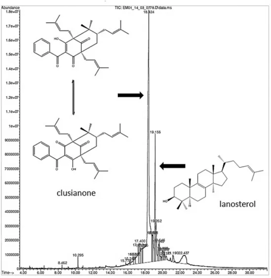Fig. 3: chromatogram obtained for the hexanic extract of male flowers of Clusia fluminensis by gas chromatography coupled with mass spec- spec-trometry showing the benzophenone/clusianone and the triterpene lanosterol as major components.
